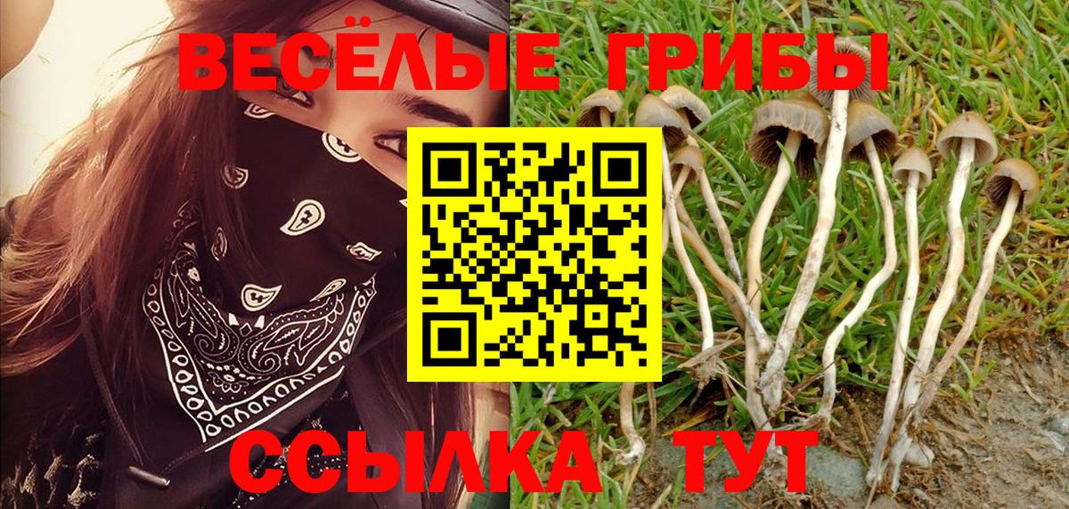 Киселёвск  Галлюциногенные грибы Psilocybine cubensis  Вход с VPN 